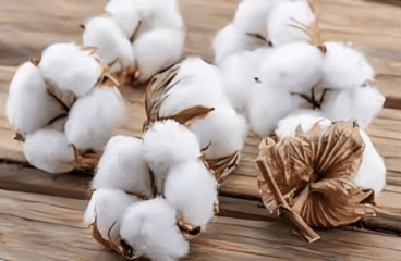 A detailed guide to Cotton testing