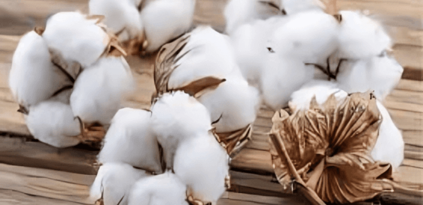 cotton testing