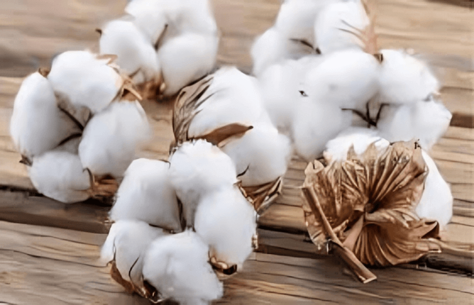 A detailed guide to Cotton testing